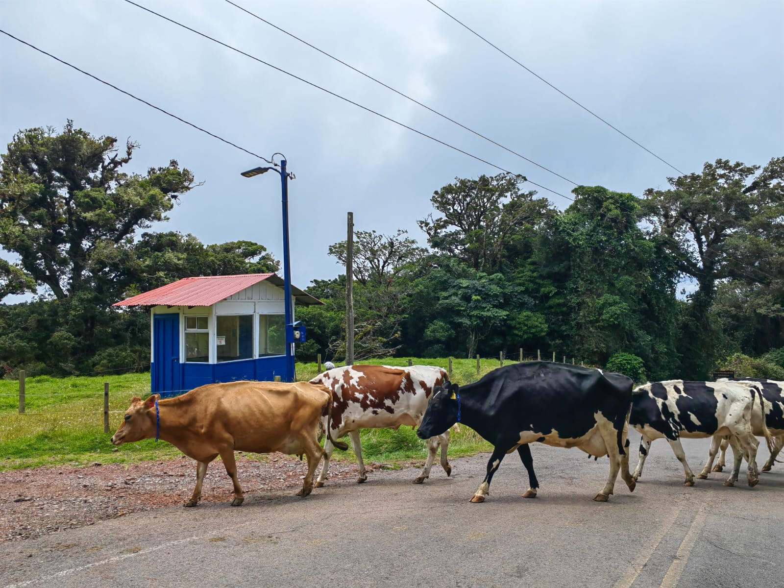Ganadería regenerativa y paisaje rural en Costa Rica