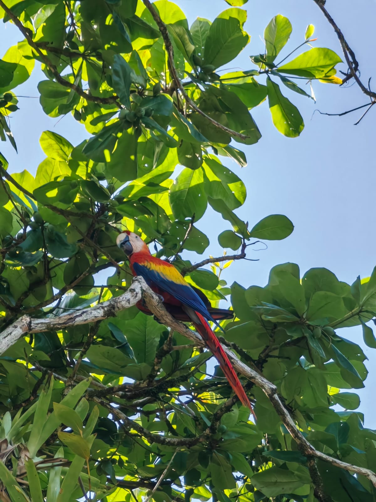 Biodiversidad y lapa roja en bosque tropical